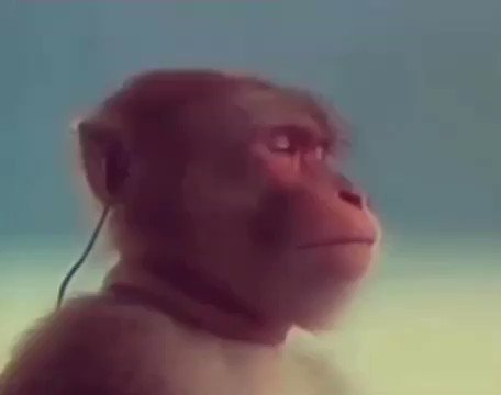 Monkey listens to (@monkeylistensto) / X