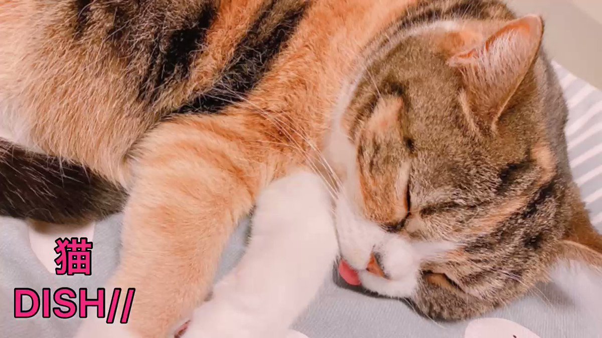 Dish X 猫 Twitterで話題の有名人 リアルタイム更新中