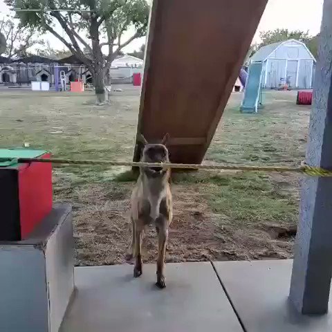 Dogs are the best!
Especially ‘barkour” Monkey.. 🔥 https://t.co/sJQIBGm21v
