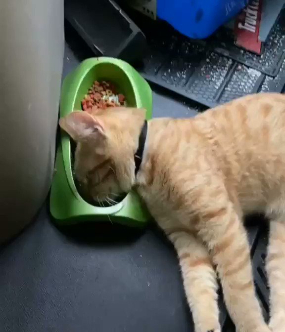 とんでもない場所で寝落ちしてしまった猫ｗｗその後の表情にも注目！