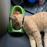 とんでもない場所で寝落ちしてしまった猫wその後の表情にも注目!