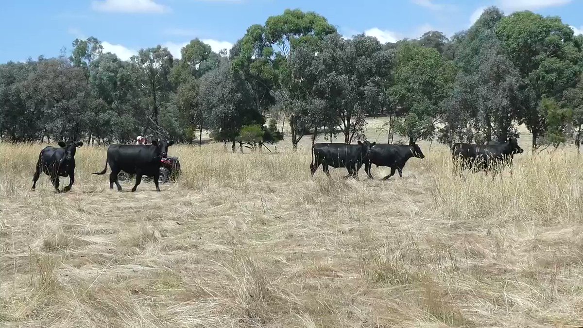 Find out more about how #WorkingForVictoria crews through @NorthEastCMA and @trustfornature have helped Carboor farmer Maisie Enders. @DELWP_Vic @VicGovAu #CMAsGetItDone https://t.co/pWKzTP6r0H