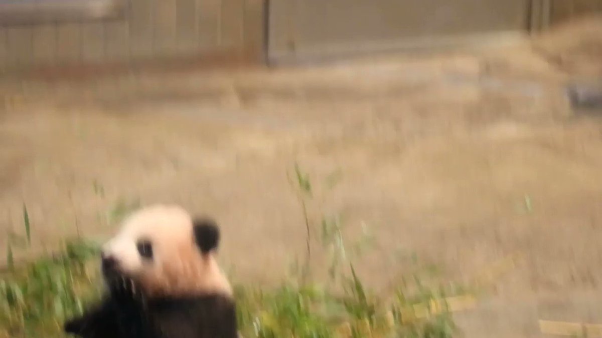 映像に乱れがありますが… ラストおまけとして公開します！ まだあと2つ