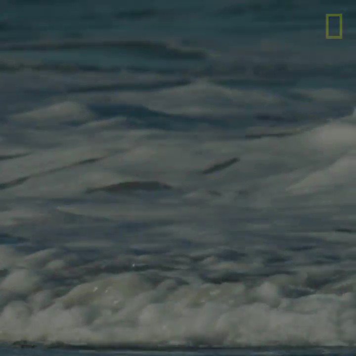 “My love for the ocean has really shaped my work,” Nat Geo Explorer Shannon Switzer Swanson (@shannonoceans) shared. As a marine social ecologist, Shannon studies human-ocean connections to address today’s most pressing marine conservation issues. https://t.co/p2u2ALguVZ
