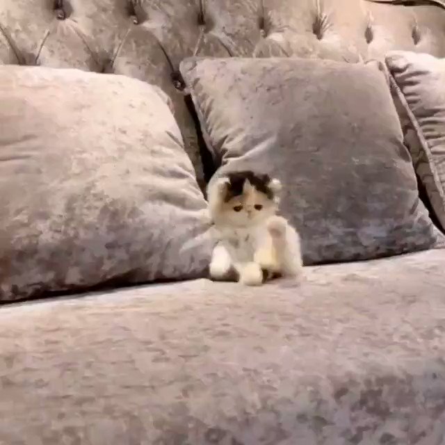 Follow for kittens on Twitter: "mood https://t.co/haTCZ7eGfq" / Twitter