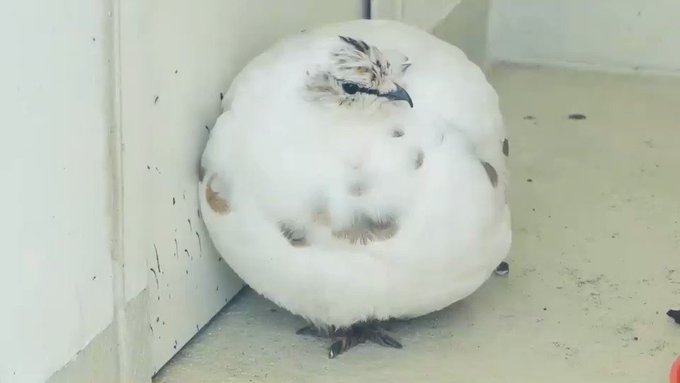 【擬態】完全に豆大福！丸まったライチョウがおいしそう！【上野動物園】のサムネイル画像