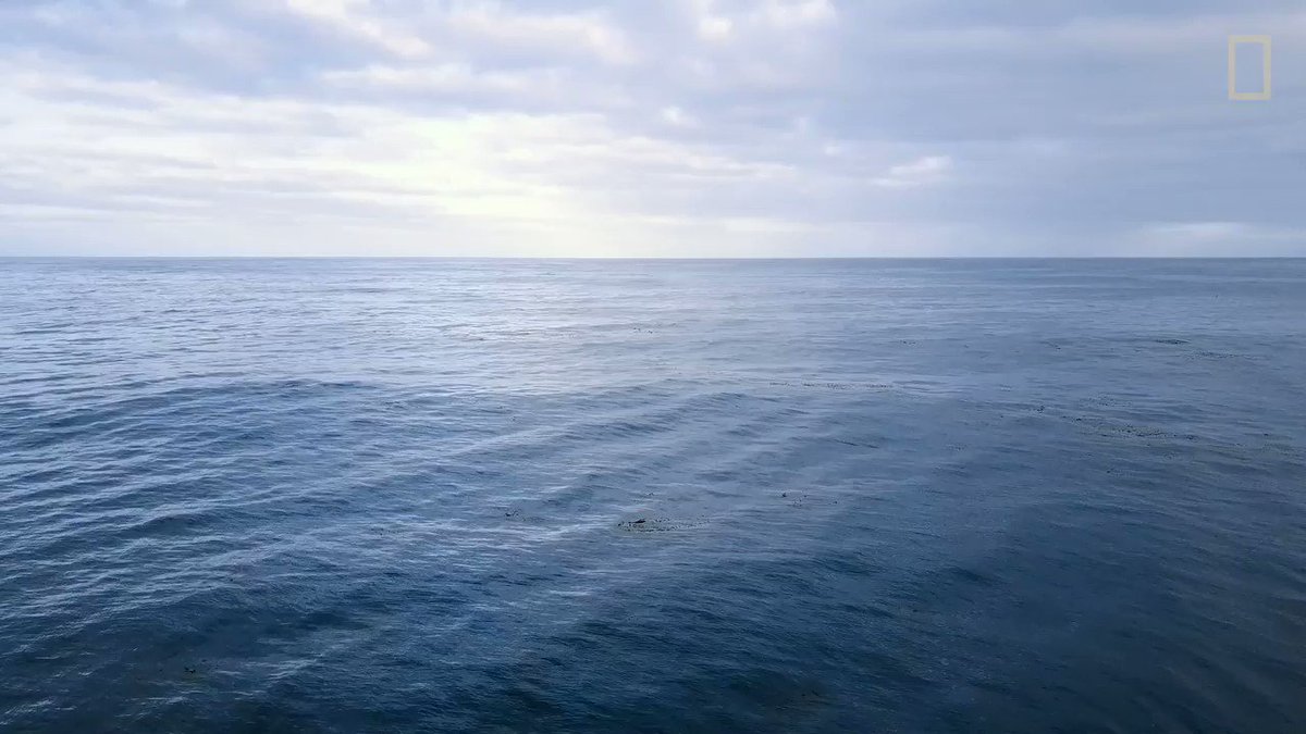 Have you ever wondered what happens on a Pristine Seas expedition? Here's a behind-the-scenes look at the partnerships, technology, science, and teamwork that come together to make our mission of exploring and protecting the oceans possible. https://t.co/96bT70qcJG