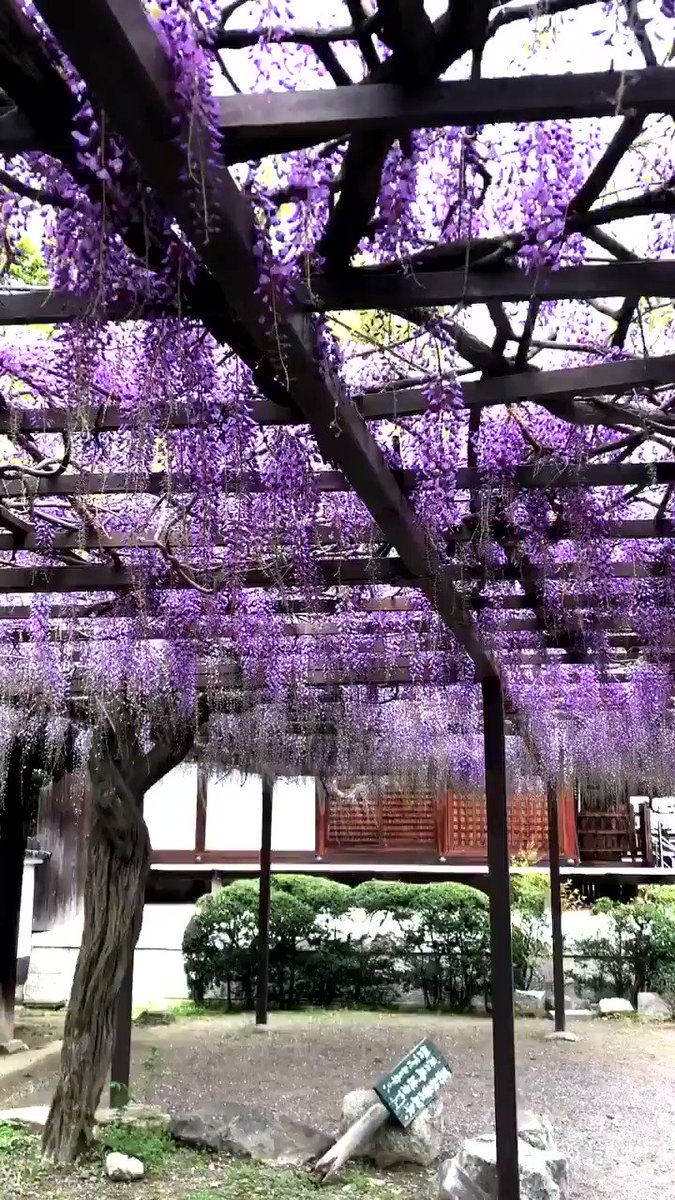 関西の藤の花 藤棚のおすすめ名所 22の開花情報と見頃 まったりと和風