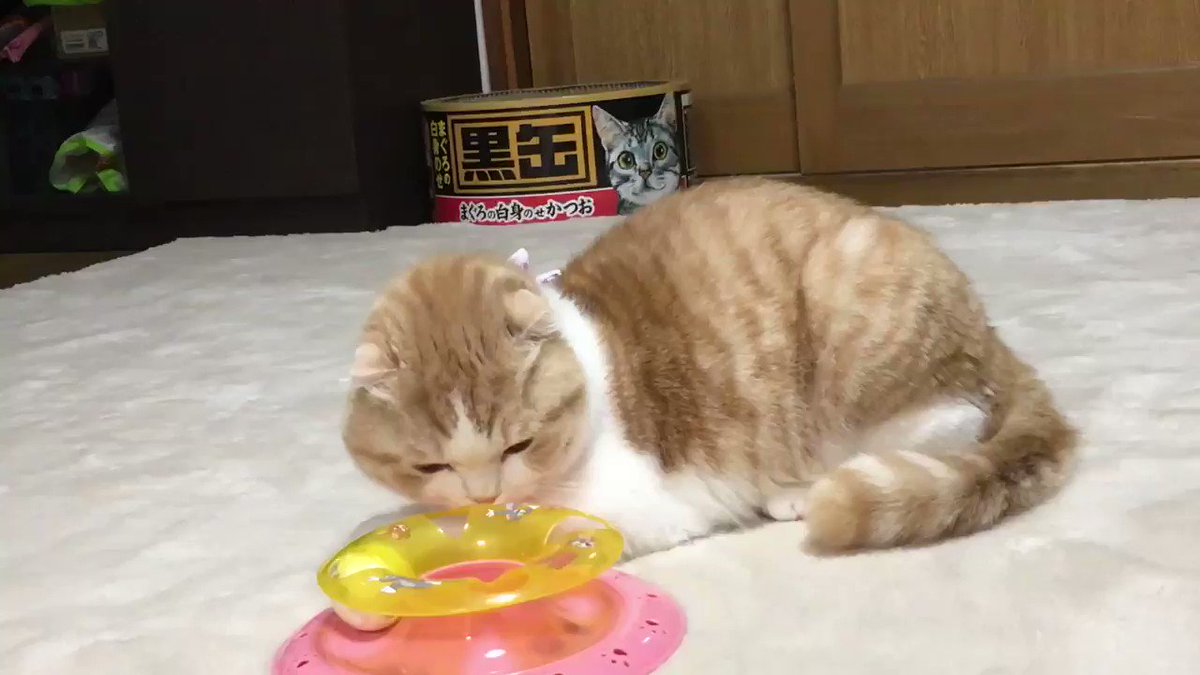 リアクションがオーバーな猫ちゃん！どこまで転がるのｗｗｗ