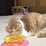 リアクションがオーバーな猫ちゃん!どこまで転がるの!