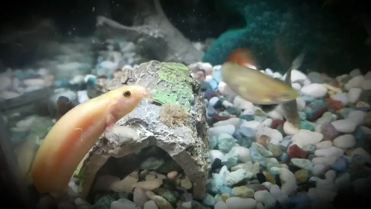 𝐌𝐨𝐢𝐬 今宵の水槽 イトミミズでの 餌タイム あああ これはもう 闘いですね プラティ 白い魚 強すぎだわ 仲良く食べて欲しいんだけどなぁ Bgm Mois 顛落 Mois アクアリウム イトミミズ T Co G93zrr0saa Twitter