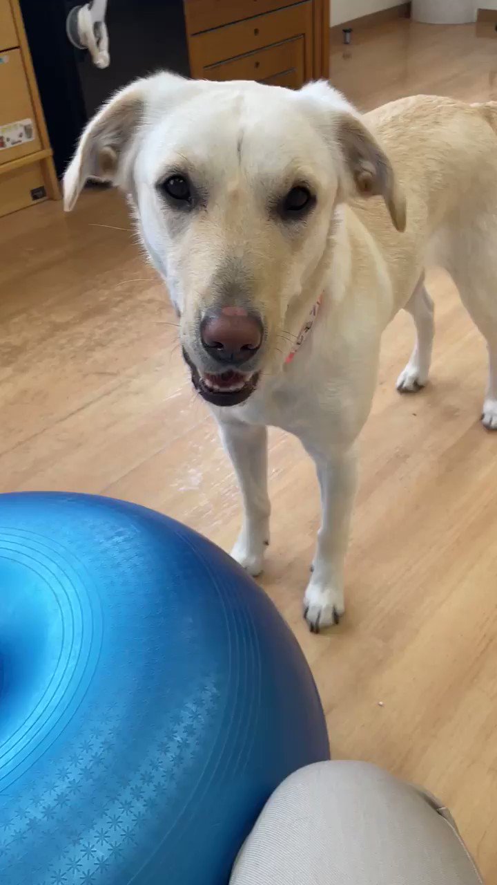 社福 日本介助犬協会 レモンたん バランスボール も得意 日本介助犬協会 介助犬 シンシアの丘 T Co Itauumd1mh Twitter