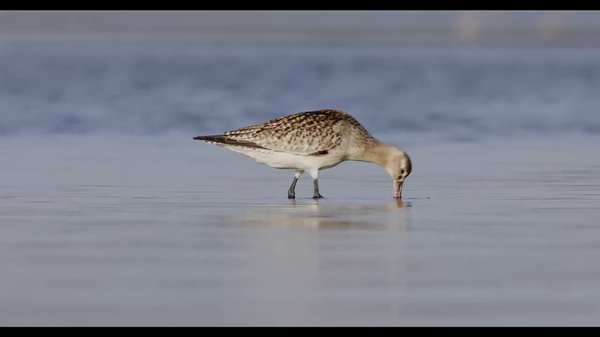 BirdLife_News photo
