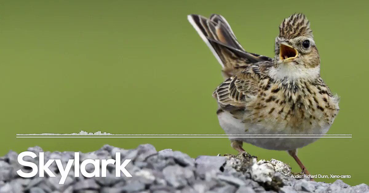 BirdLife_News photo