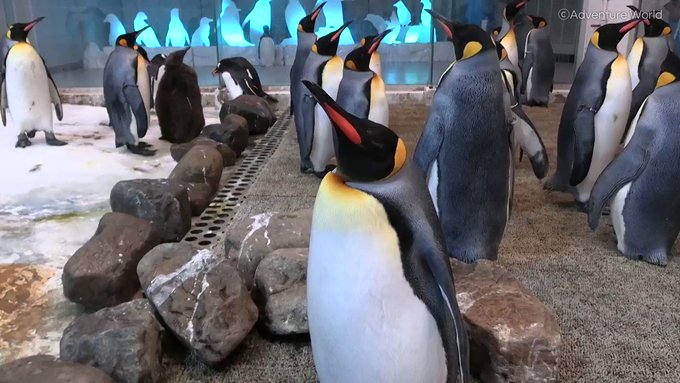 キングペンギンの赤ちゃんの寝相がヤバすぎる【和歌山アドベンチャーワールド】のサムネイル画像