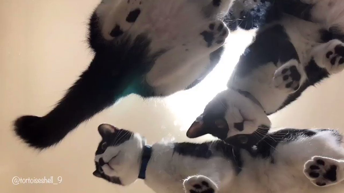 どうしてもたくさんの猫の肉球が見たい 望みを叶えるためにガラステーブルを買った 共有してくれてありがとうございます Togetter どうしてもたくさんの猫の肉球が見たい 望みを叶えるためにガラステーブルを買った 共有してくれてありがとうございます Togetter