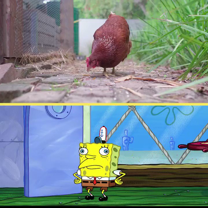 Spongebob Chicken Meme Generator