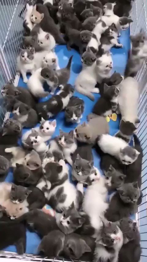 Follow for kittens on Twitter: "https://t.co/QexZLTOA8j" / Twitter