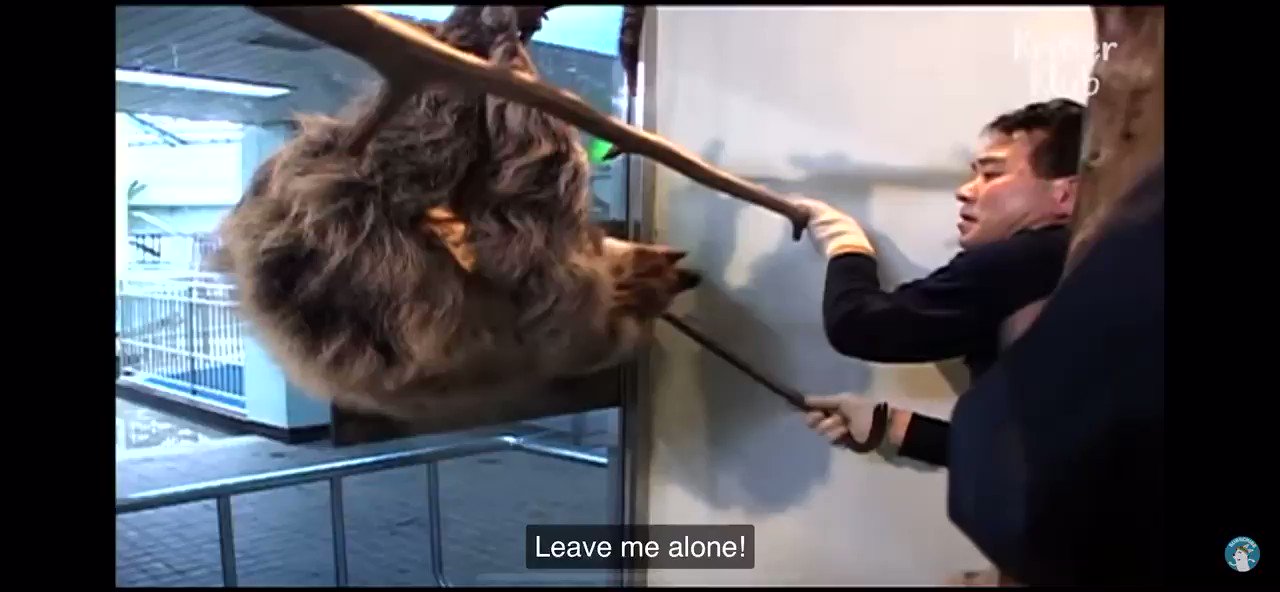 Kristi Yamaguccimane on Twitter: "@firagawalkwthme @SenorTren Sloths