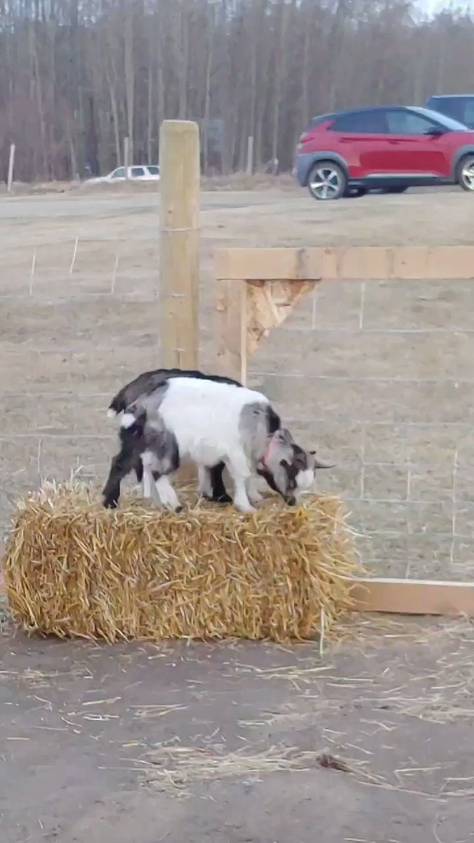 RT @AngieMotherOf4: Brought home Thor and Loki today.  Miniature silky fainting goats.  #faintinggoats @ozthegoatguy https://t.co/muCLYNJ0qf