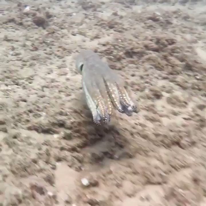An incredible example of color changing and camouflage by an octopus filmed off the coast of Mozambique.
via rubergnick/IG https://t.co/RVKTpLzEWo https://t.co/p4bhQWJcaP