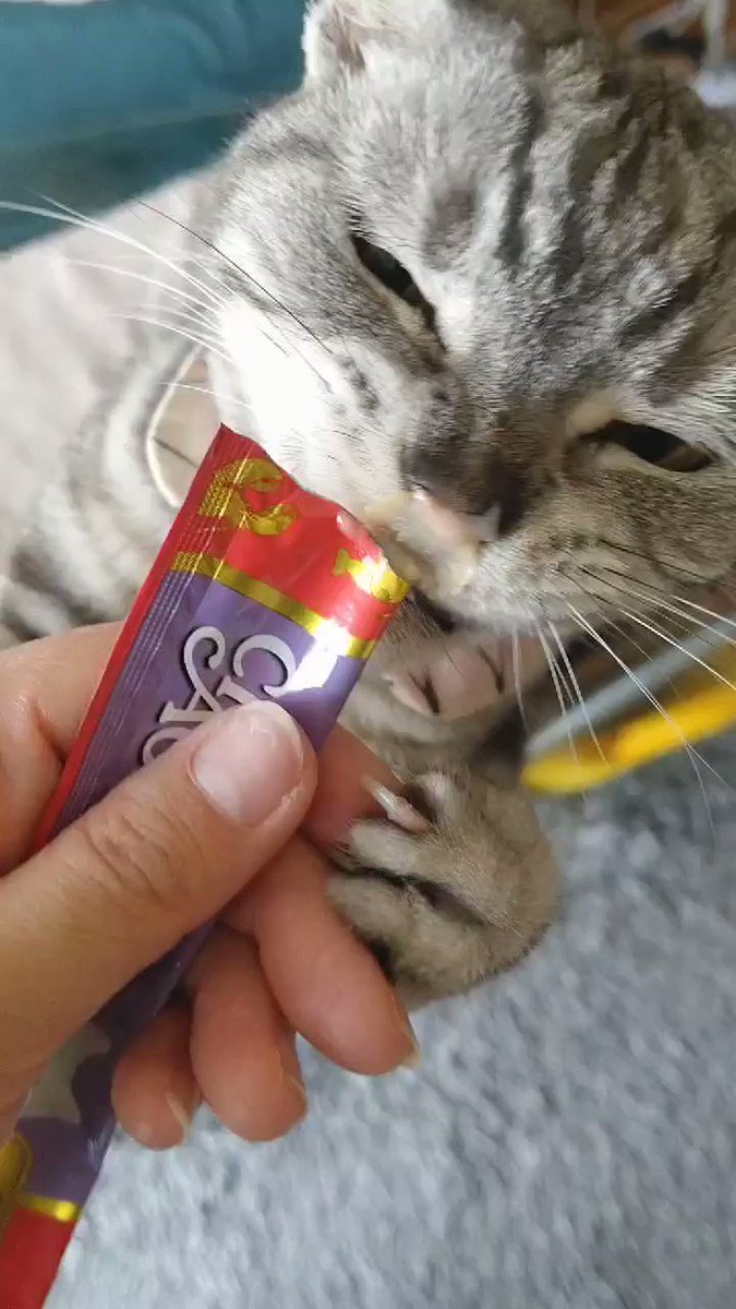 猫カフェ まるまる Neko Marumaru Twitter