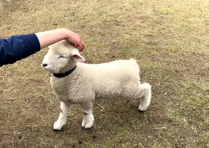【動画】頭をなでられてヘナヘナになってしまう子羊【淡路 イングランドの丘】のサムネイル画像
