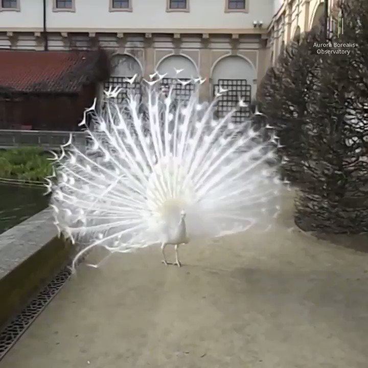 RT @Gabriele_Corno: Very rare White Peacock https://t.co/dmGvM08Vqv