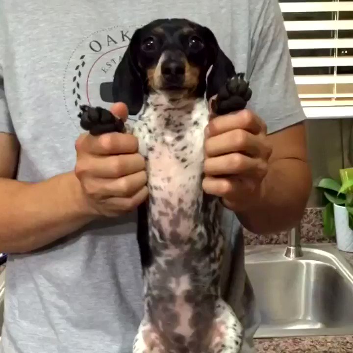 Harlow and Sage (harlowandsage) / Twitter
