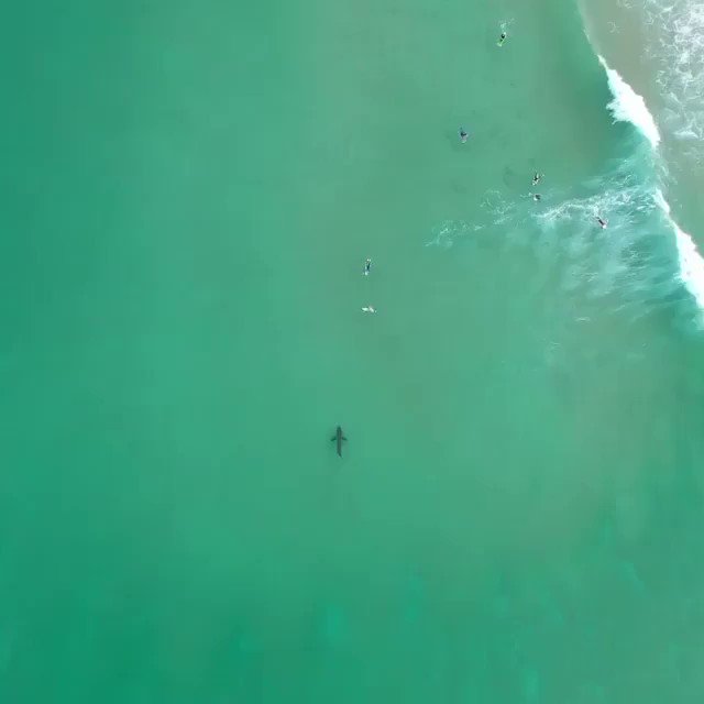 Fascinating on Twitter: "Amazing footage of a 3+ meter long shark