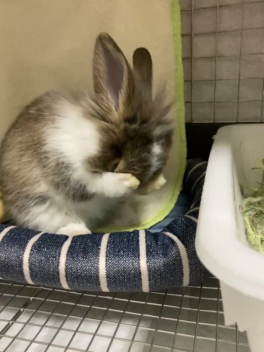 うさぎのミント Usagi No Mint04 Twitter うさぎのミント Usagi No Mint04 Twitter