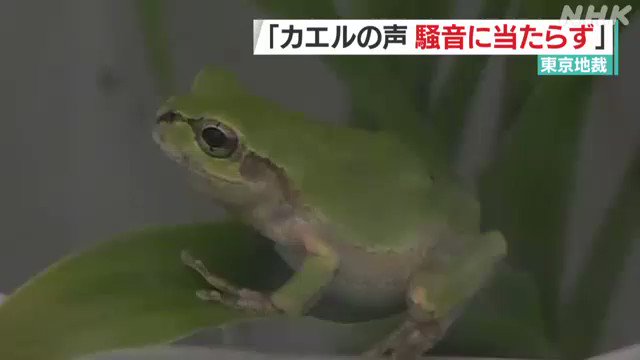 Nhkニュース 隣の庭のカエルがうるさい として住民が騒音の差し止めやカエルの駆除を求めた訴えについて 東京地方裁判所は カエルの鳴き声は自然音で騒音には当たらない として退ける判決を言い渡しました Www3 Nhk Or Jp News Html 21 Nhk Video Pic Twitter