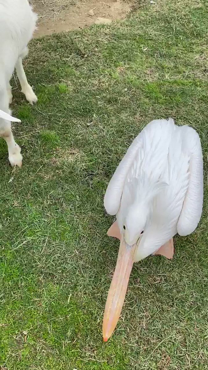 ペリカンを正面から見ると 口の中が滑り台になってる 話題の画像プラス ペリカンを正面から見ると 口の中が滑り台になってる 話題の画像プラス