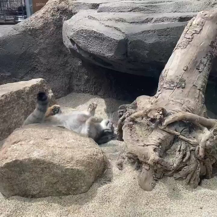 RT @squeekzoid: Also April 23 was International Pallas’s Cat Day so the Pallas’s cat put on a special performance https://t.co/h6IFnJ6J1S