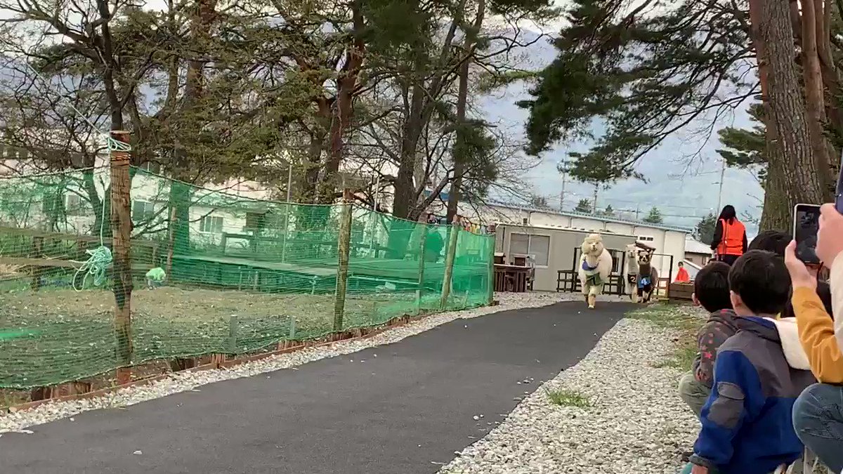 アルパカが全力疾走！アルパカダービーの迫力が凄いw