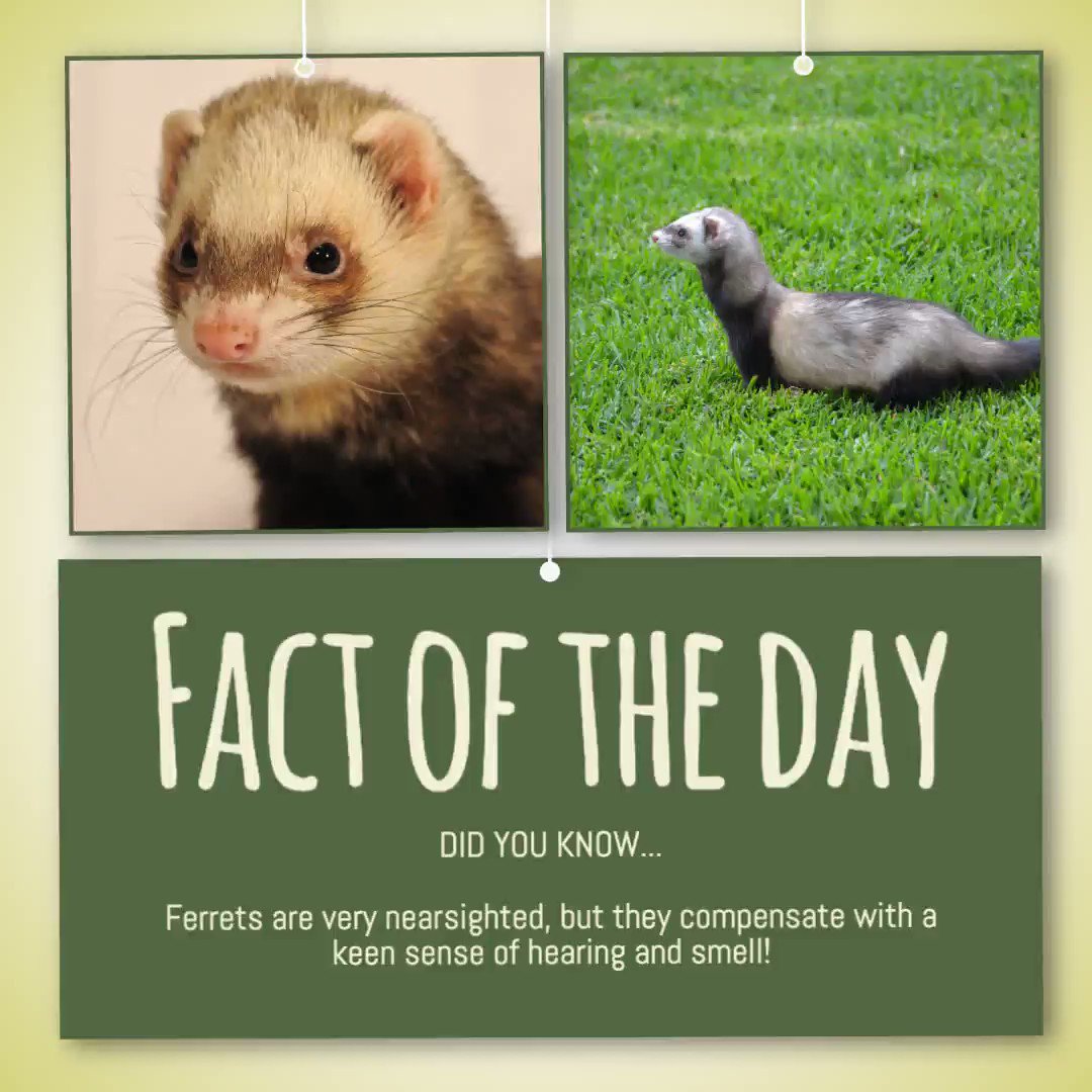 vitalin ferret