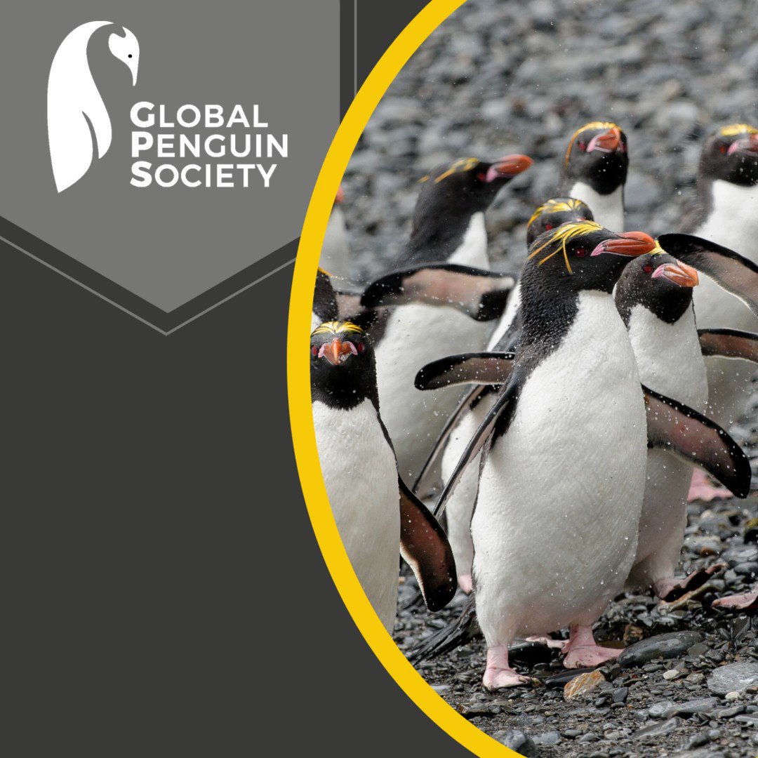 GLOBAL PENGUIN SOCIETY on Twitter: GLOBAL PENGUIN SOCIETY on Twitter: