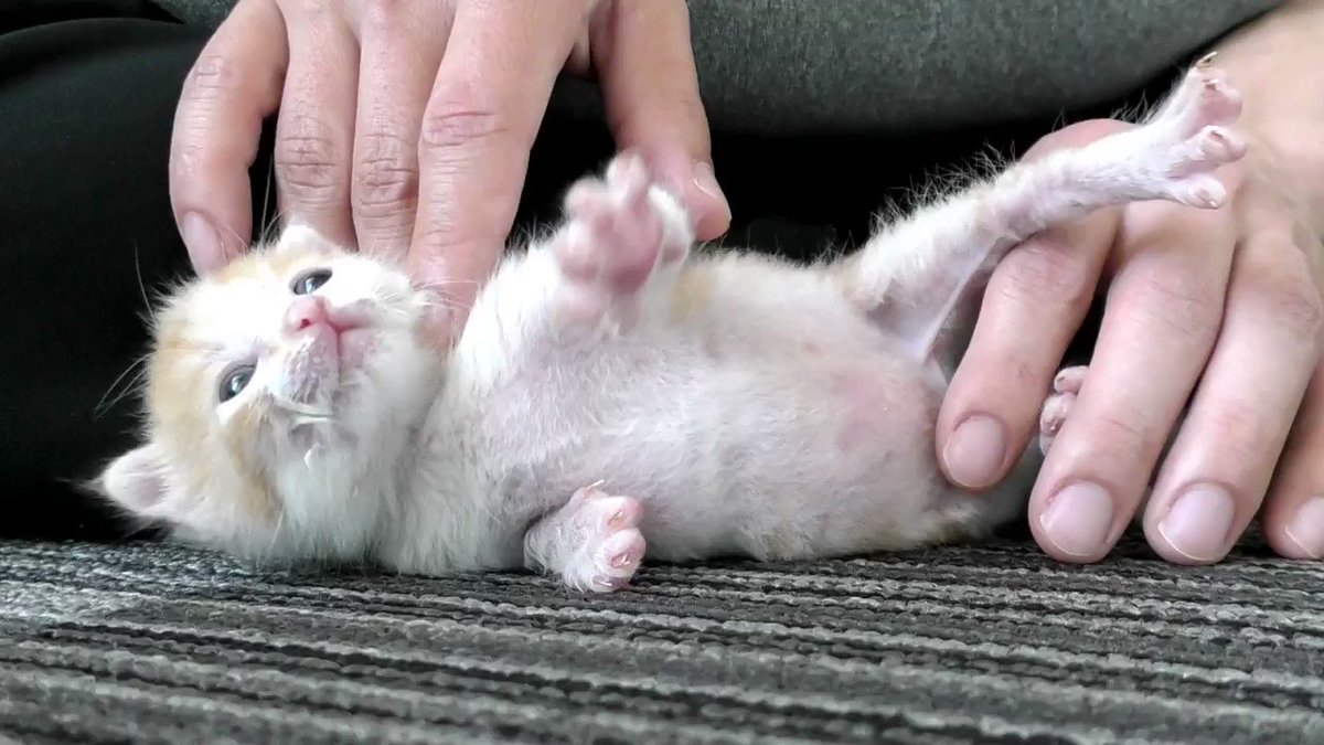 クリアランス セール シャーリーテンプル フラワー猫 カーディガン