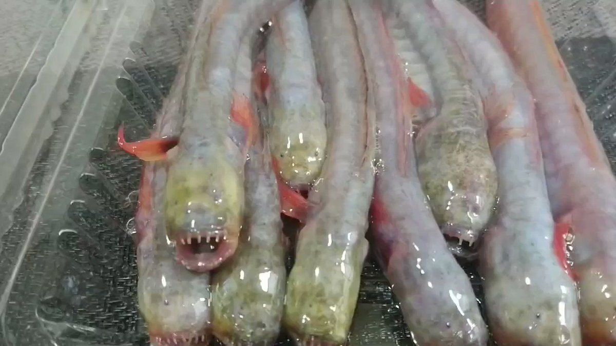 エイリアン フルフル インパクト強すぎな魚 ワラスボ は実はおいしいらしい つぶらな瞳がkawaii Togetter
