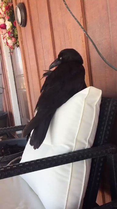 Pocket-Pumpkin’s pics and videos