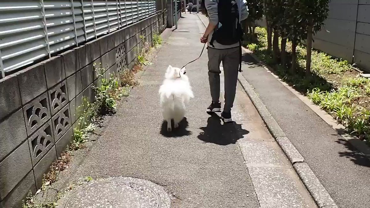 パパと並んでせーので 逆立ち 天才的なスピッツくんの飼い主さんに教え方のコツを聞いた ブリーダーナビ