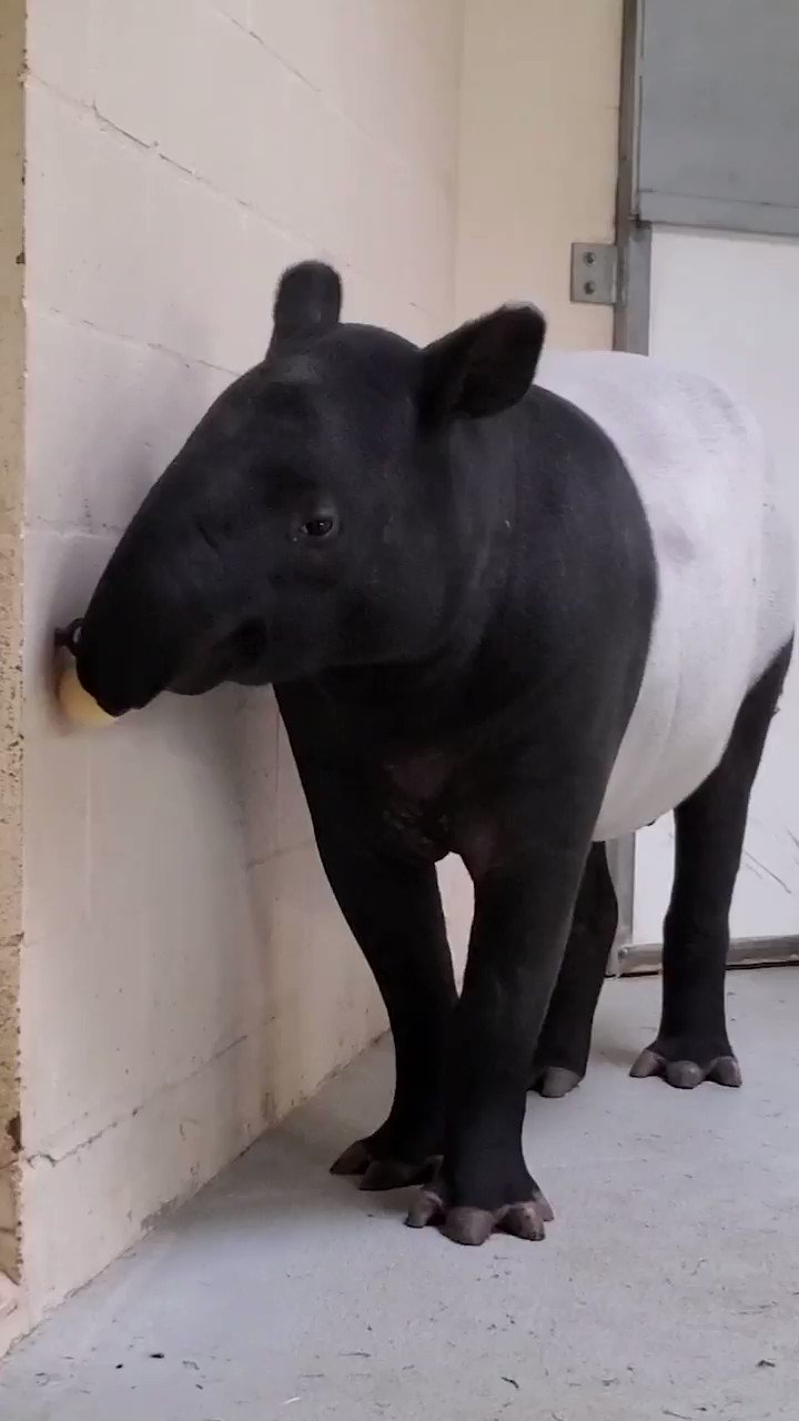 Point Defiance Zoo Aquarium 在twitter 上 At 1 Year And 9 Months Kazu The Malayan Tapir Is Still Working On Getting His Adult Teeth In Keeper Staff Have Set Up Teething