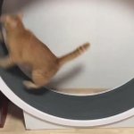 他人事には思えないw『ダイエット1日目』の猫に共感の嵐