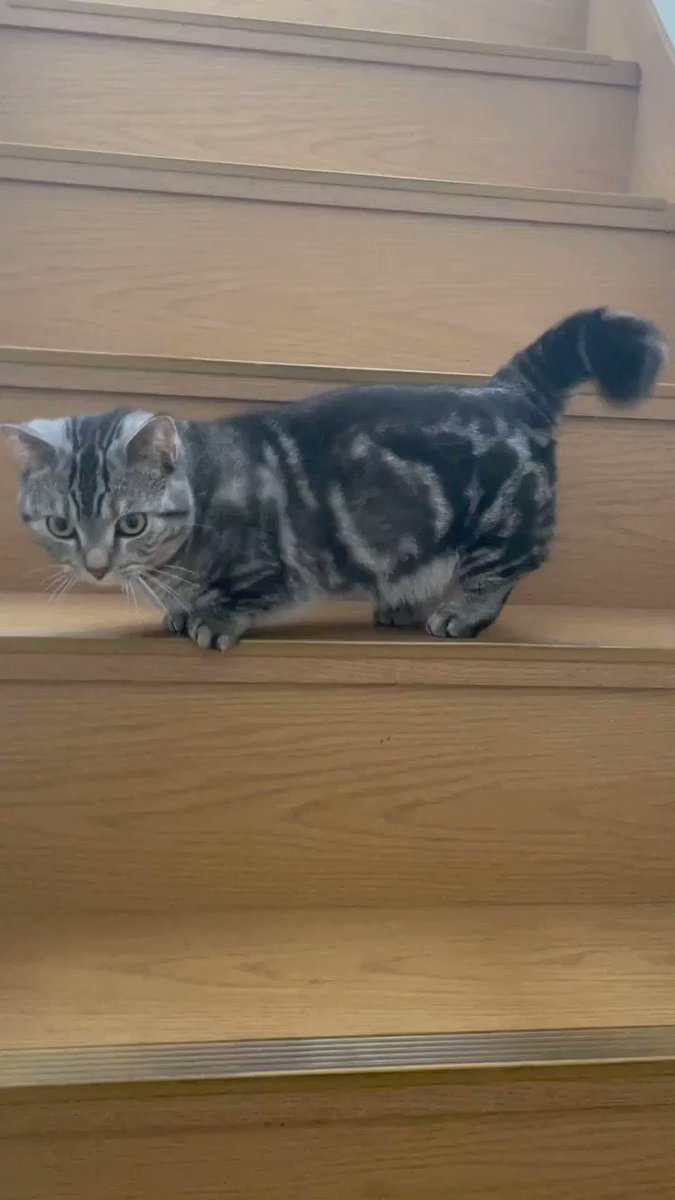 ネコ好きさん おめかしした日💜😸 #愛猫 #ZZ #ぜっちゃん