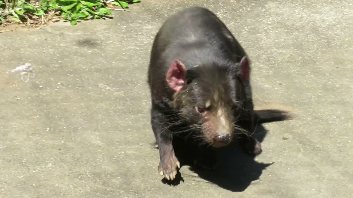 多摩動物公園 公式 タスマニアデビルの日光浴です 鼻の頭に汗をかきます 南 タスマニアデビル おうちでzoo 多摩動物公園 公式 タスマニアデビルの日光浴です 鼻の頭に汗をかきます 南 タスマニアデビル おうちでzoo