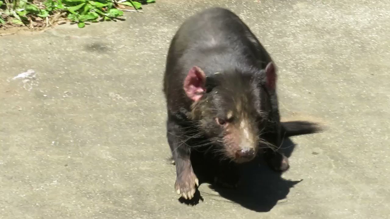多摩動物公園 公式 タスマニアデビルの日光浴です 鼻の頭に汗をかきます 南 タスマニアデビル おうちでzoo T Co J9dxvsp8od Twitter