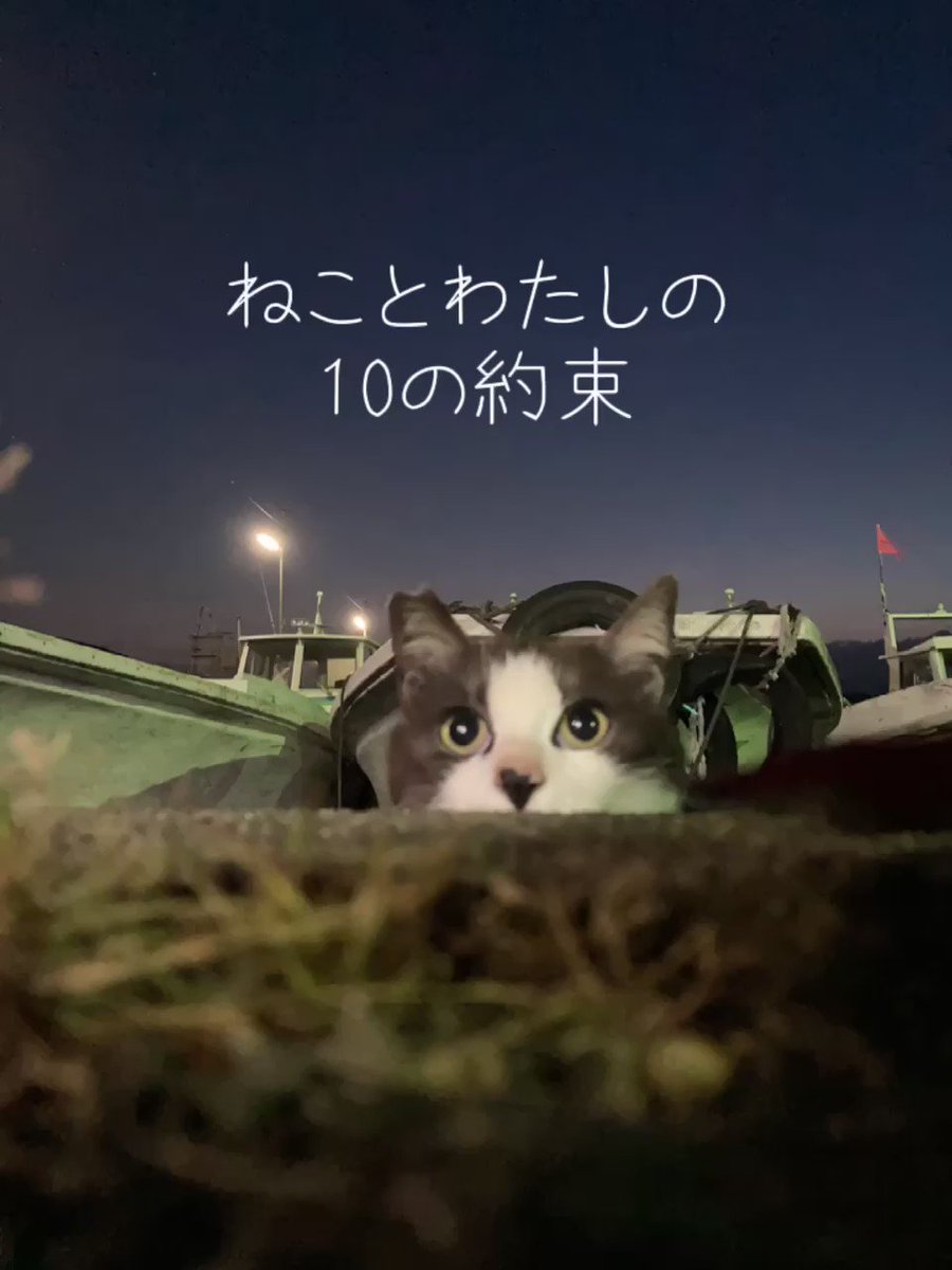 ねこてん ねこてん (@dhsFUj4Idj7du1E) / Posts / X