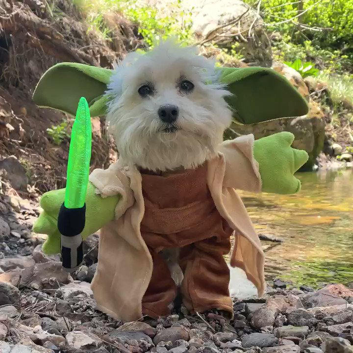 Baby Yoda meets Bruiser Yoda meets cuteness overload 😍🐶🤩
#MayThe4thBeWithYou
@pbj_pack
https://t.co/iuf7VTWNc9 https://t.co/2Dzjmh8BBD