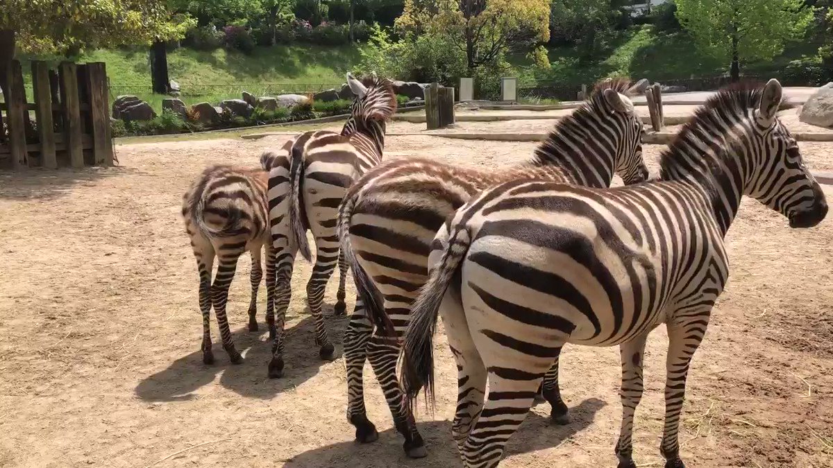 広島市安佐動物公園 公式 左右にゆれるシマウマのしっぽを観察中 一番左のおしりは3月生まれのミイハです 虫を追い払う時や緊張した時によく振っています おっと エレナさんに気づかれてしまいました Asazoo グラントシマウマ ウマケツ T