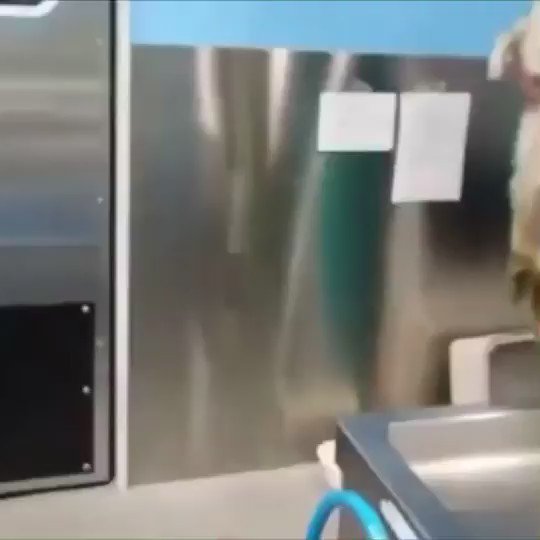 a primeira aula de natação de uma foquinha resgatada 🥺🥺 https://t.co/Ac7D5La4fI